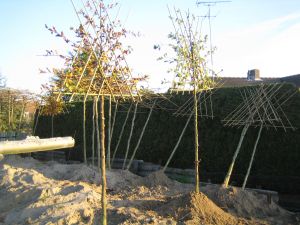 Verkrijgbaarheid bomen